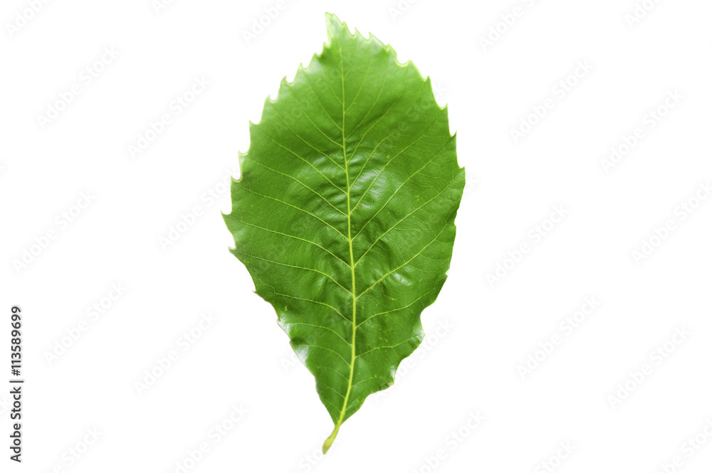 chinese chestnut leaf isolated on white background chinese chestnut leaf isolated on white background