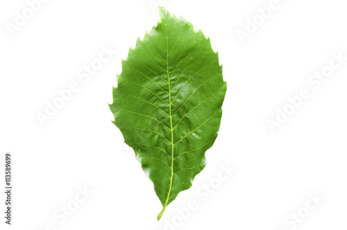 chinese chestnut leaf isolated on white background