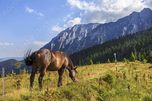Horse grazing in a meadow romanian mountain.
