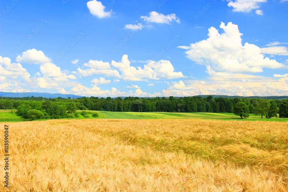 Beautiful landscape of wheat fields and blue sky Beautiful landscape of wheat fields and blue sky