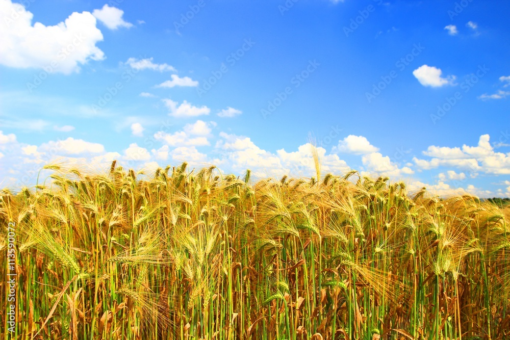 Obraz premium Wheat field and blue sky in background