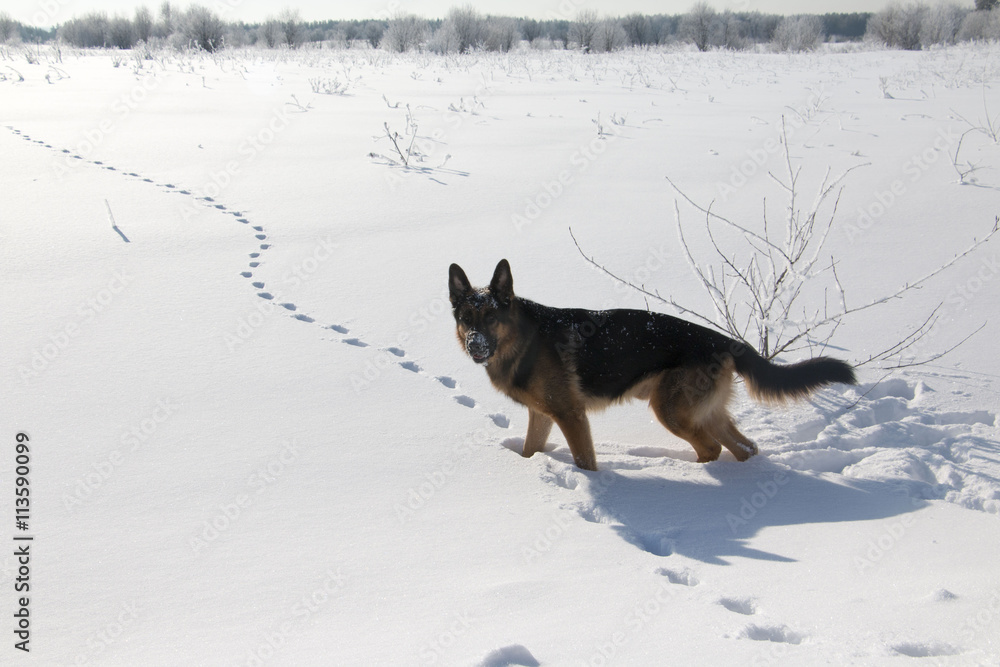 Fototapeta premium Dog German shepherd dog on the trail