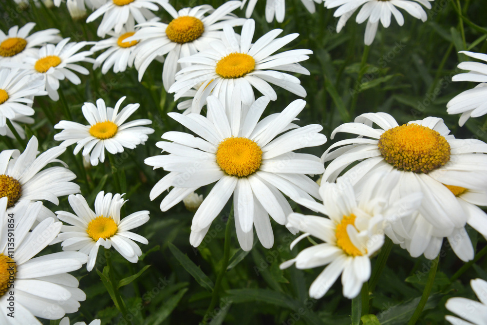 Fototapeta premium Daisies