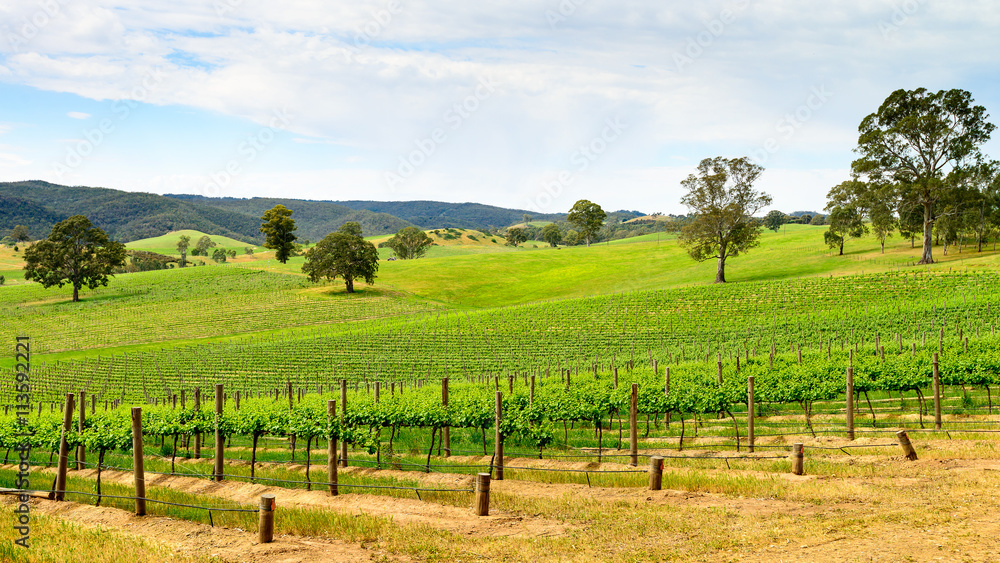 Fototapeta premium Wine valley in Barossa