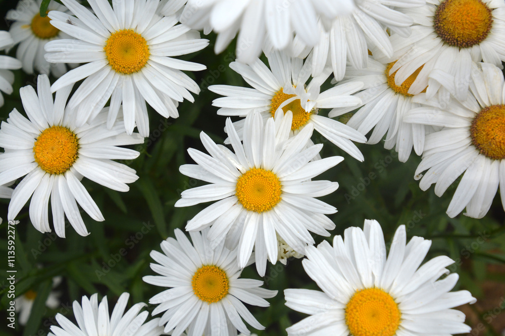 Fototapeta premium Daisies