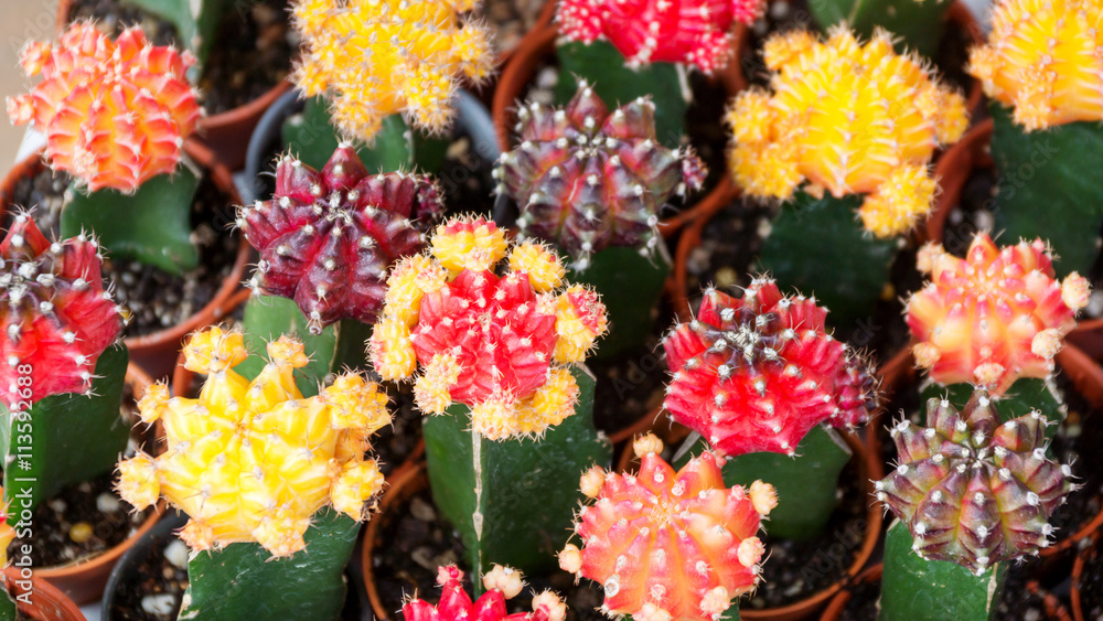 Cactus collection in small flower pots. Cactus collection in small flower pots.