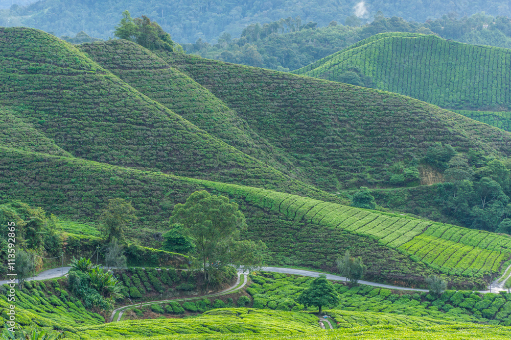 Beautiful Green Tea Leaves Plantation at Cameron Highlands Malaysia
