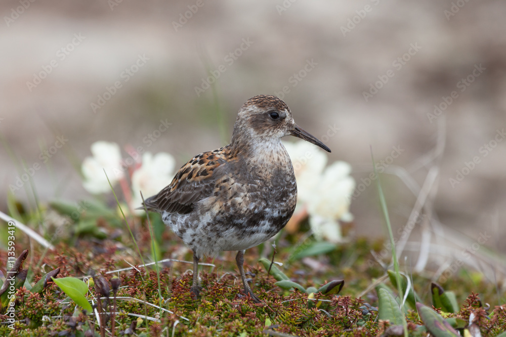 Calidris ptilocnemis Calidris ptilocnemis