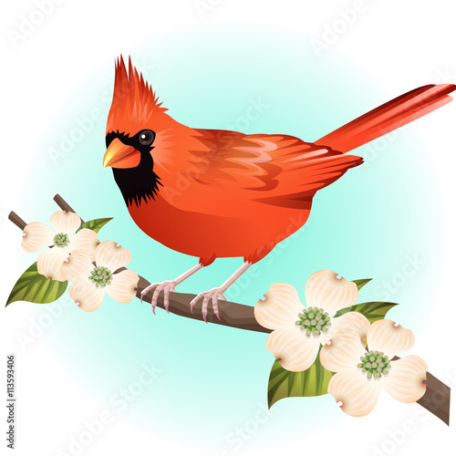 red cardinal bird and dogwood illustration vector