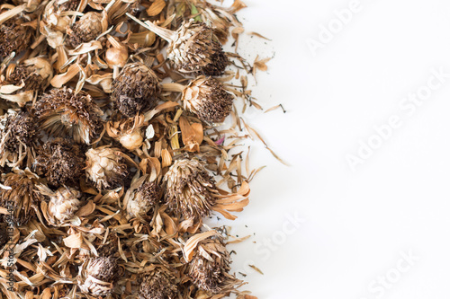 Fototapeta Naklejka Na Ścianę i Meble -  Dried Zinnia flower (Zinnia violacea Cav.)