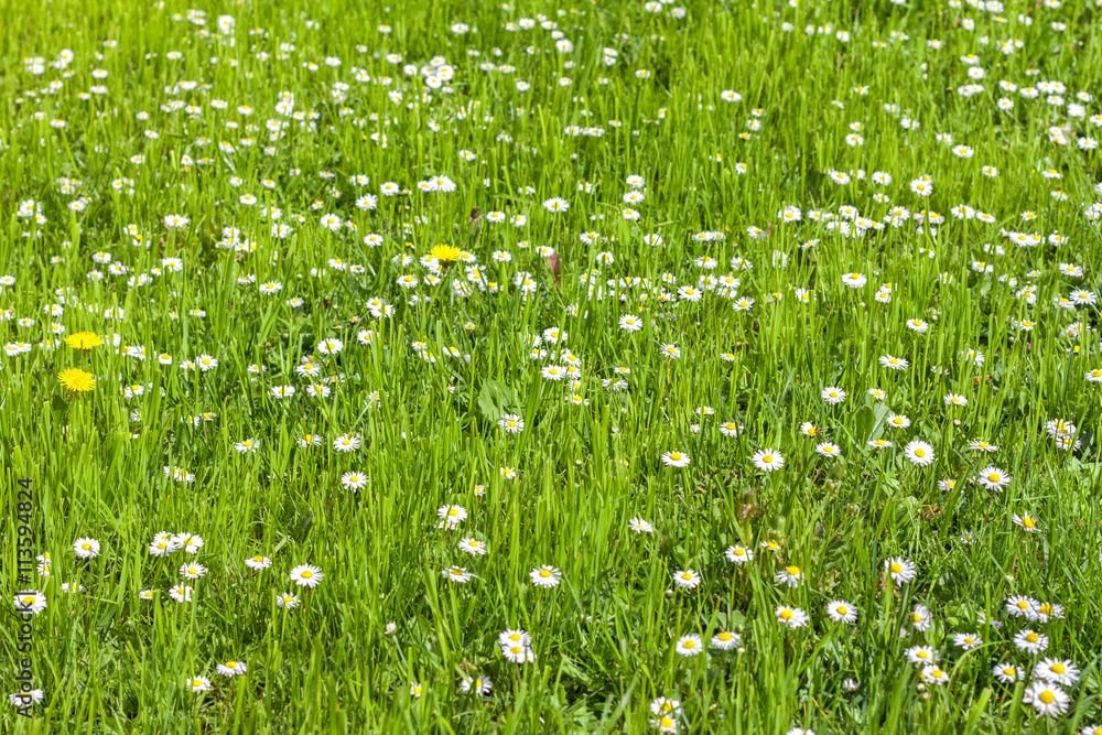 A lot of daisies in a bright green the grass, texture