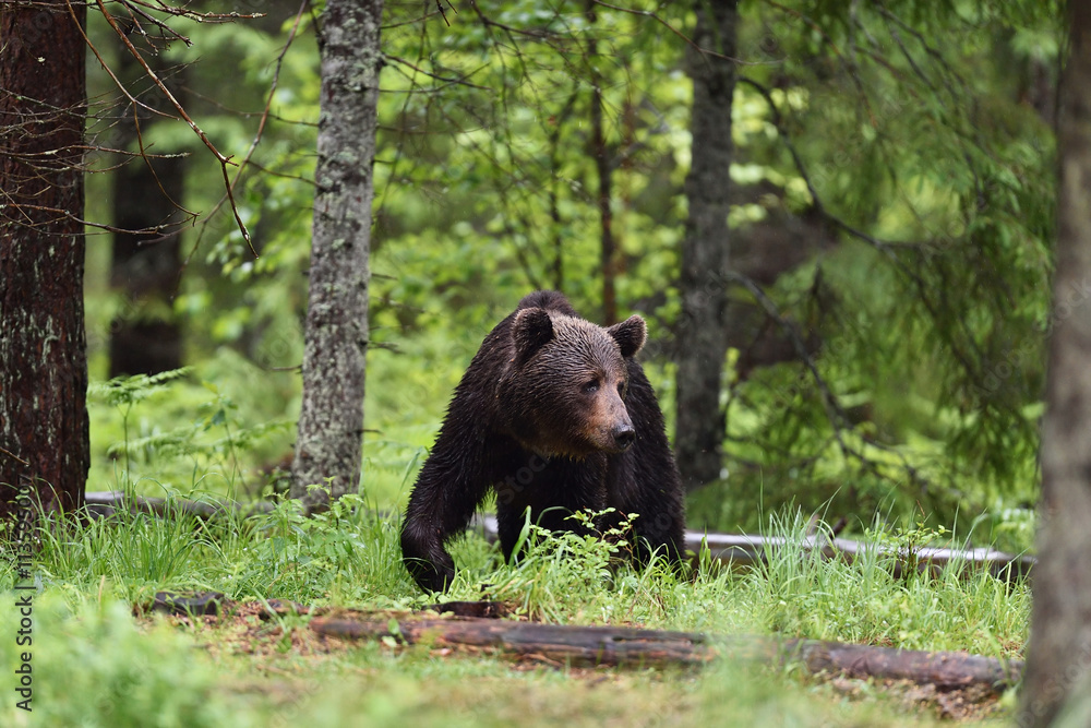 brown bear walking in the forest brown bear walking in the forest