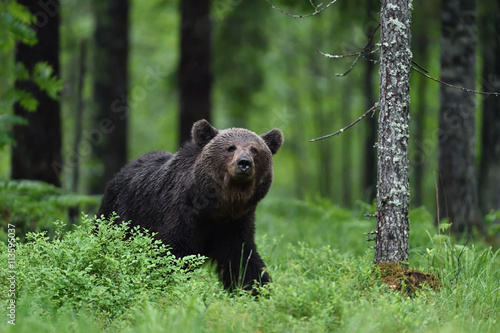 Brown bear in forest © Erik Mandre