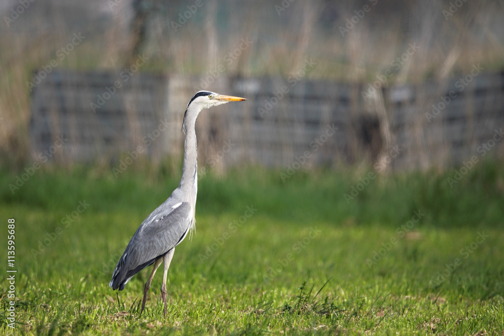 Fototapeta premium Graureiher (Ardea cinerea)