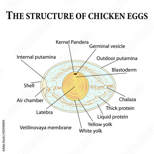 The structure of chicken eggs photo