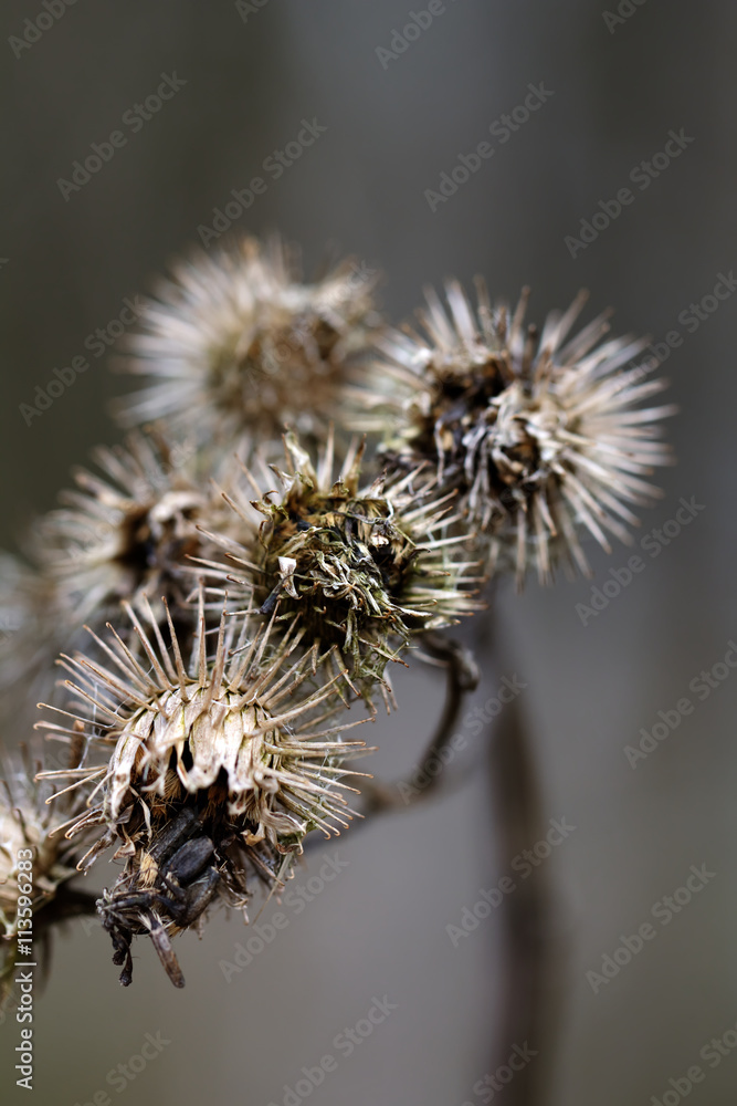 The agrimony flower growing on a summer meadow.