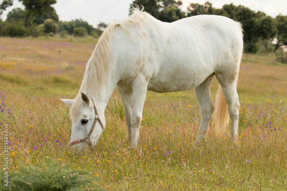 Beautiful white horse grazing in a field full Beautiful white horse grazing in a field full