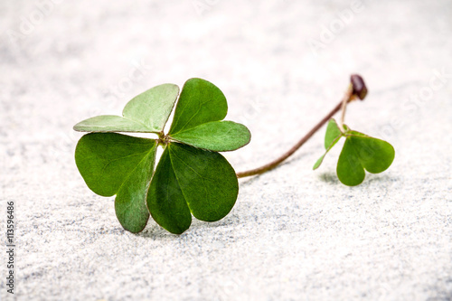 Clovers leaves  on Stone .The symbolic of  Four Leaf Clover the