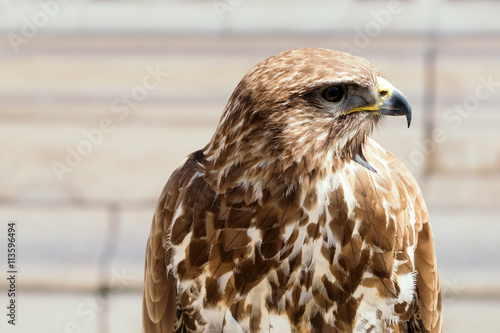 Beautiful eagle bird closeup