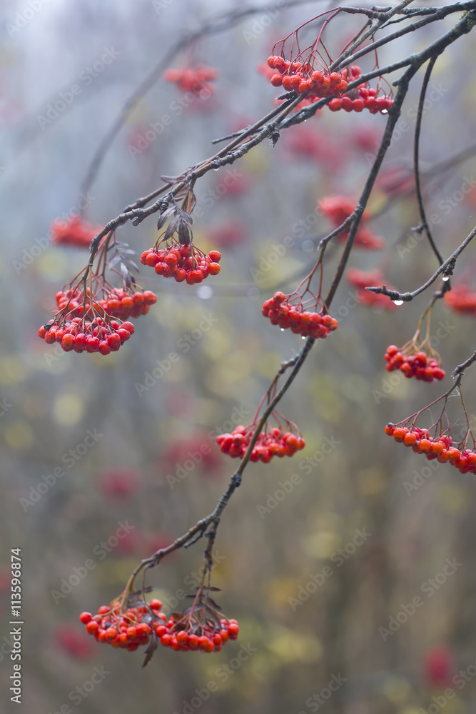The ripe berries of a mountain ash hanging on tree branches.