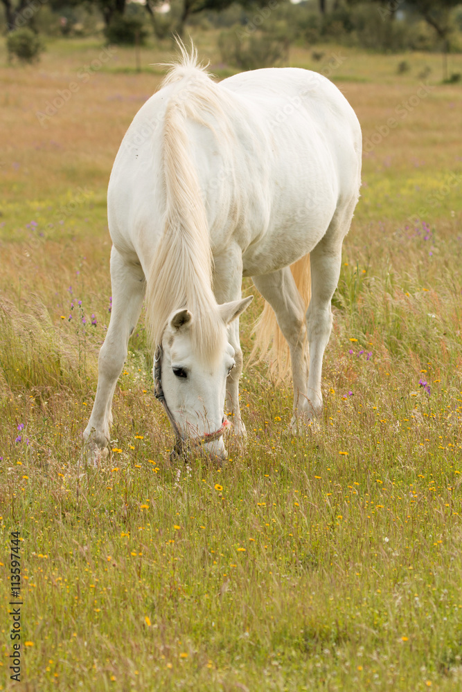 Obraz premium Beautiful white horse grazing in a field full