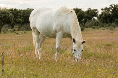 Beautiful white horse grazing in a field full