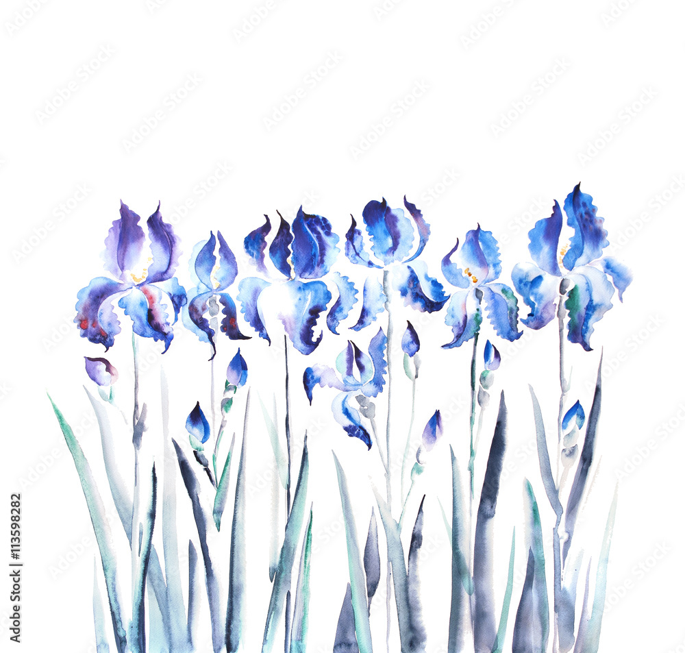isolated  iris flower watercolor illustration
