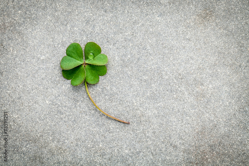 Clovers leaves on Stone Background.The symbolic of Four Leaf Clo