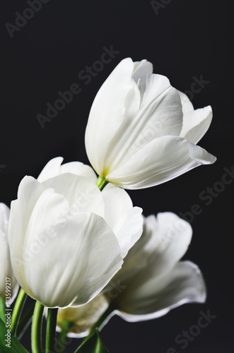 Fototapeta Naklejka Na Ścianę i Meble -  beautiful bouquet of white tulips on a dark background  vertical