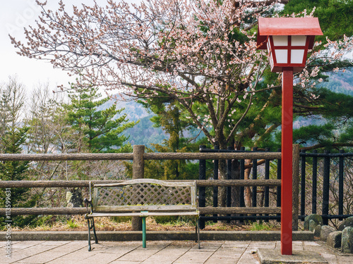 Empty park bench underneath cherry blossom tree