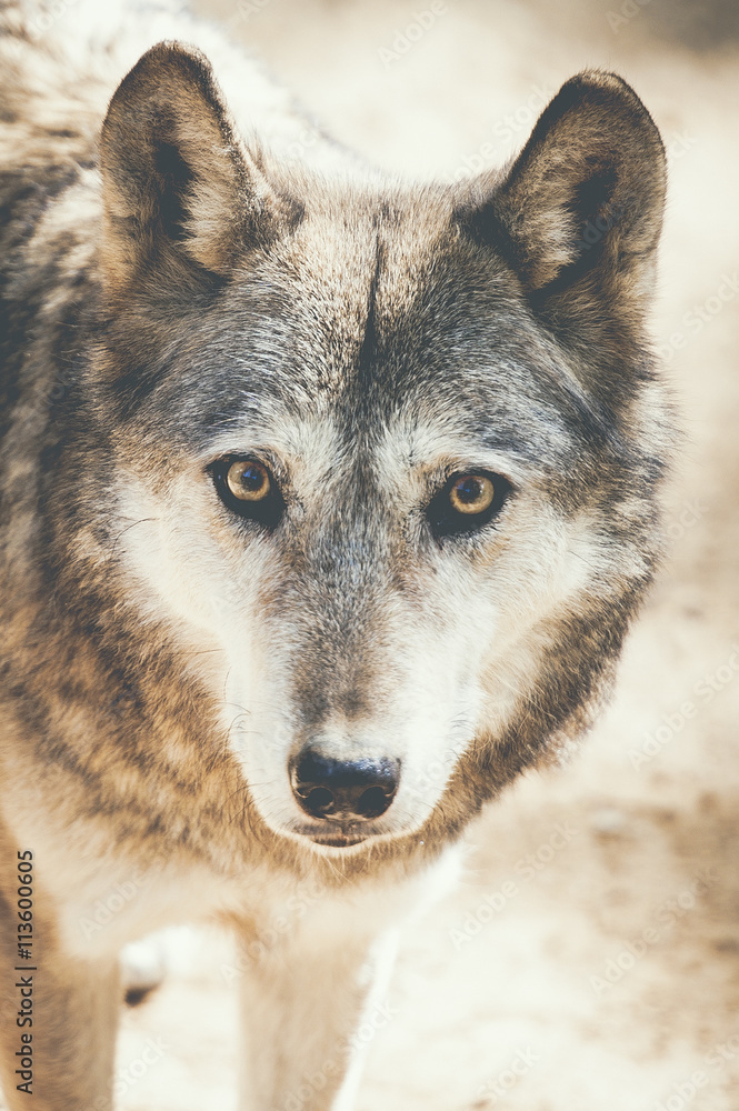 Fototapeta premium Regard de loup