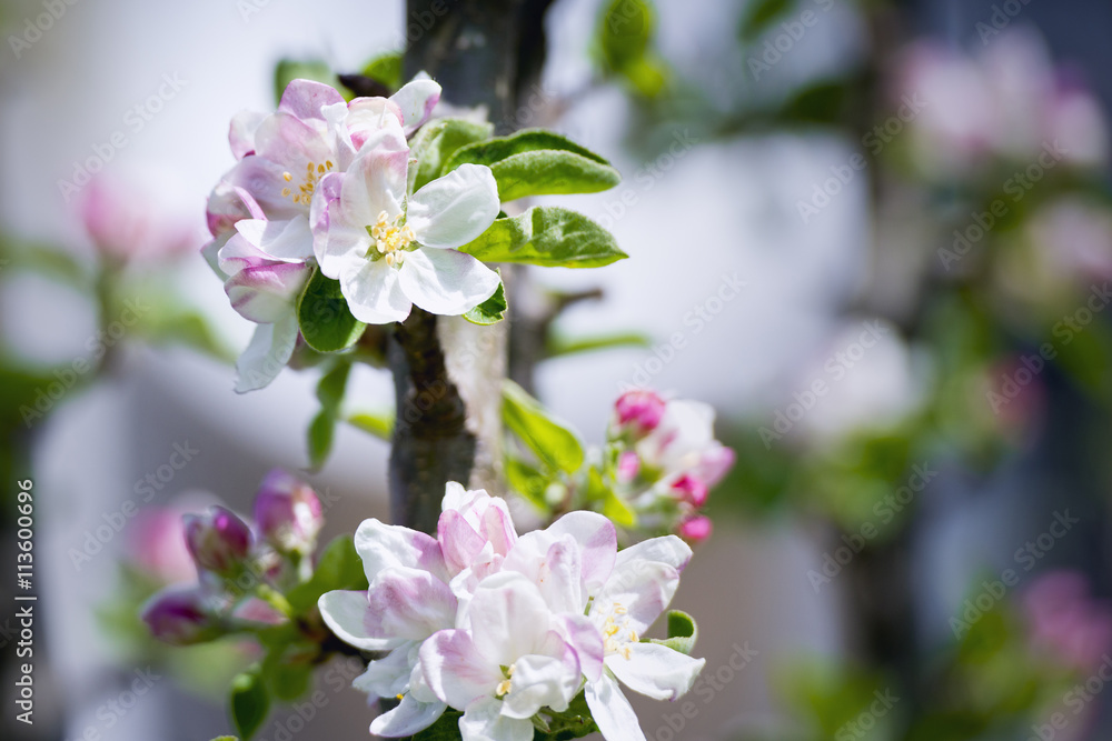 Obraz premium beautiful flowering apple trees
