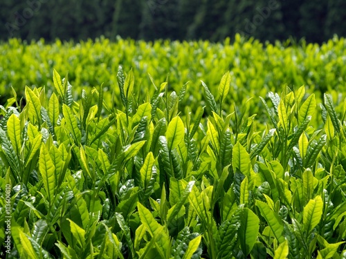 春　八女の新茶