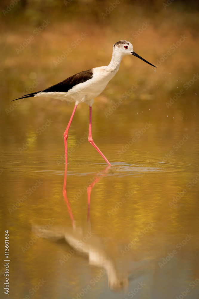 Fototapeta premium Stilt in a pond looking for food