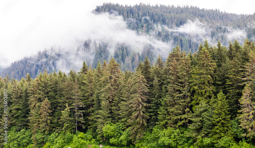 Obraz premium Evergreens in the Mist