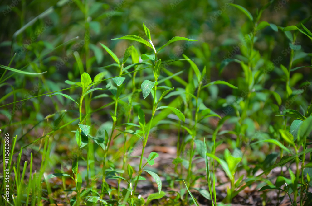 Obraz premium Green grass as background in summer