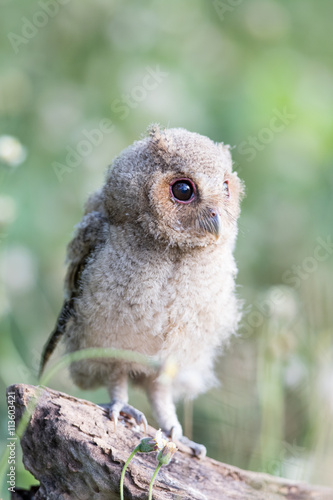 Collared scops owl photo