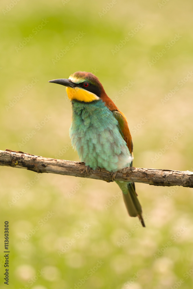 Obraz premium Small bird with a nice plumage