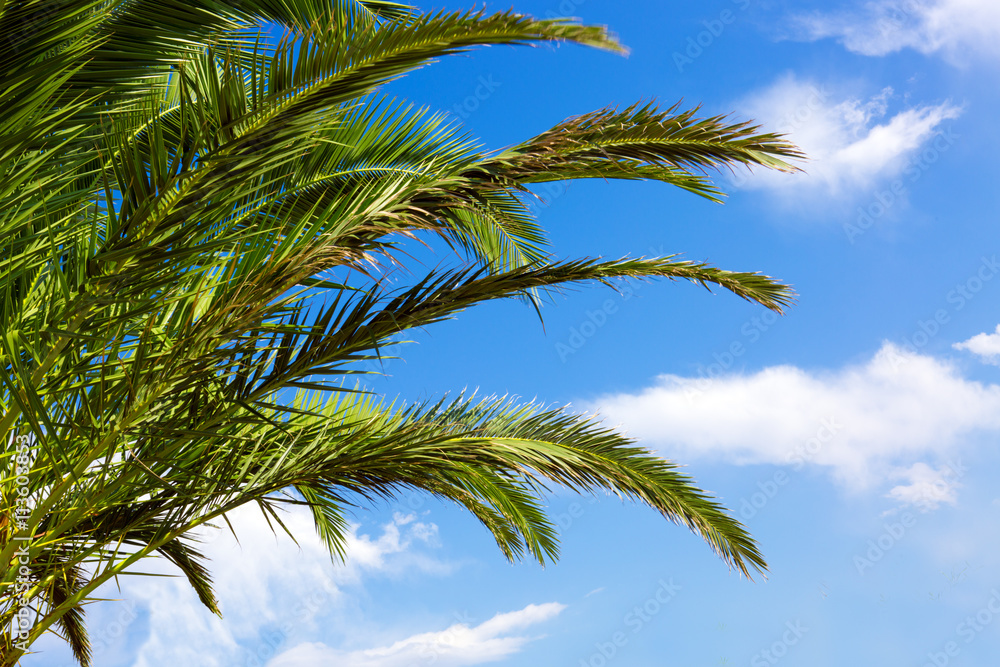 Palm tree on blue sky .