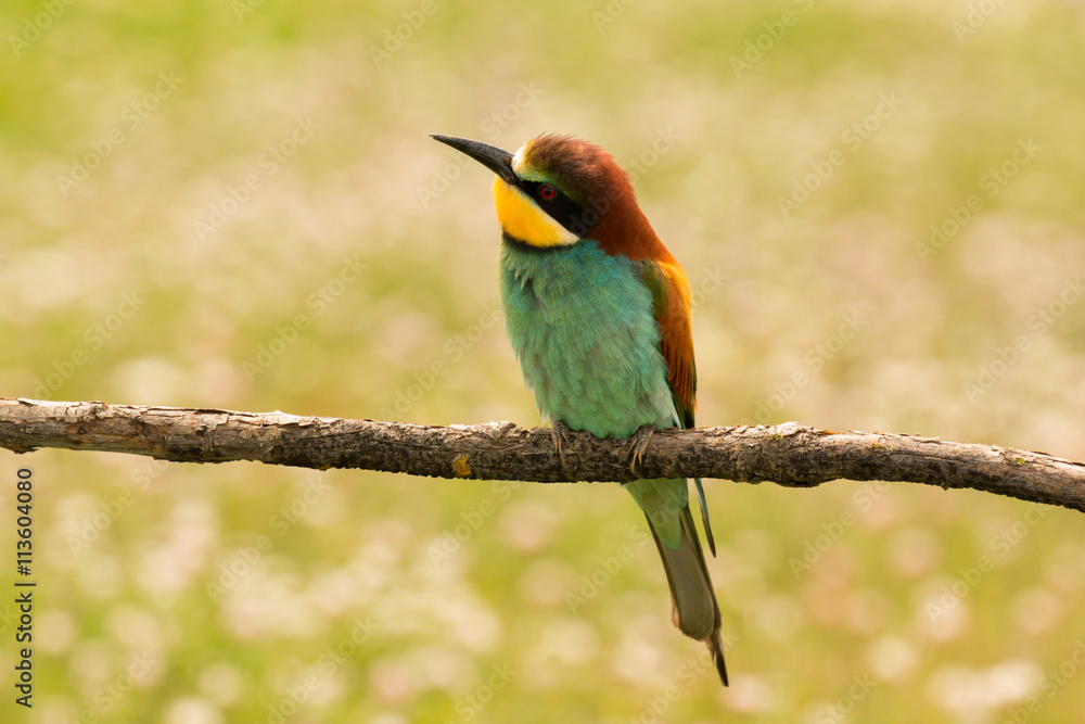 Obraz premium Small bird with a nice plumage