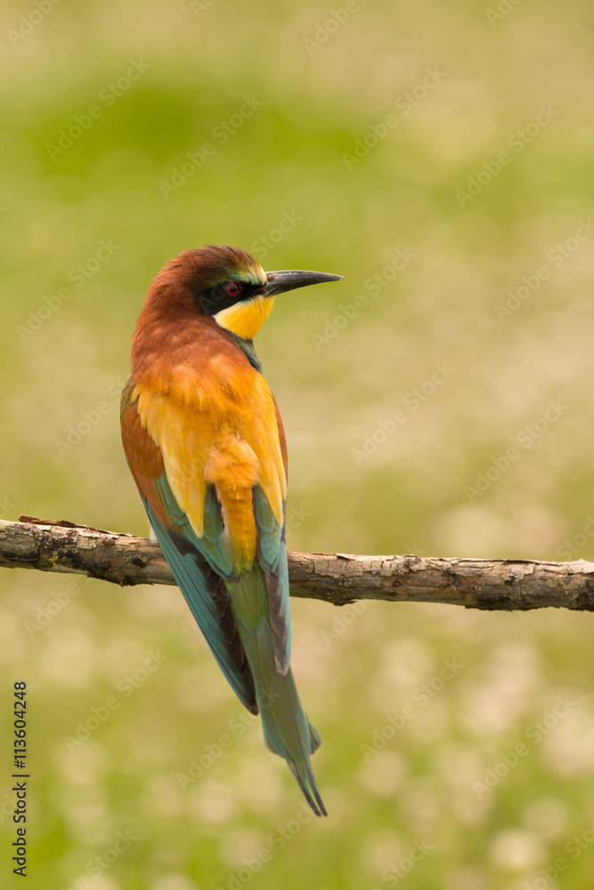 Obraz premium Small bird with a nice plumage