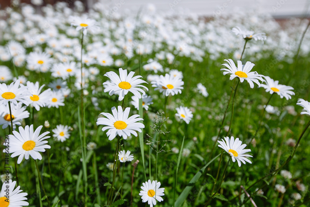 top down beautiful field of green grass and camomiles as backgro top down beautiful field of green grass and camomiles as backgro