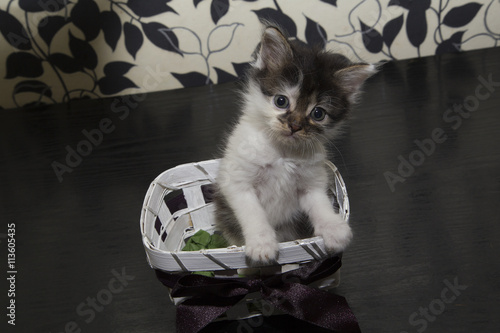 Small black and white cat in basket © 445017