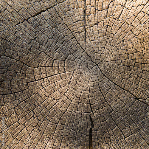 Cuadro en lienzo The end of the old logs close-up