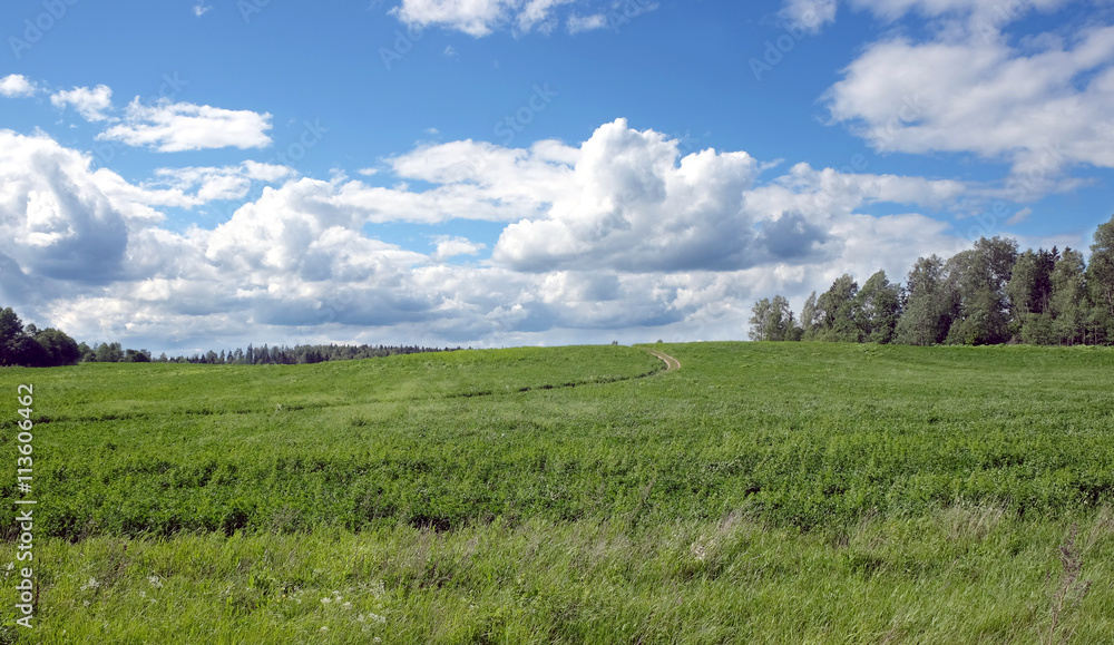 Beautiful rustic landscape with ground road runs through a green field  to forest on sunny summer day