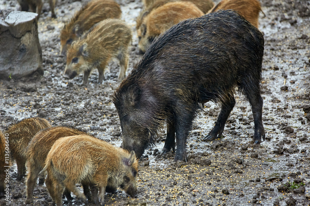 Wild hog female and piglets in the mud Wild hog female and piglets in the mud