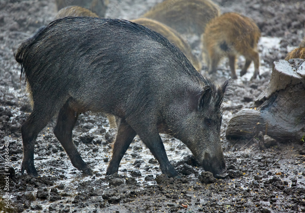 Wild hog female and piglets in the mud Wild hog female and piglets in the mud
