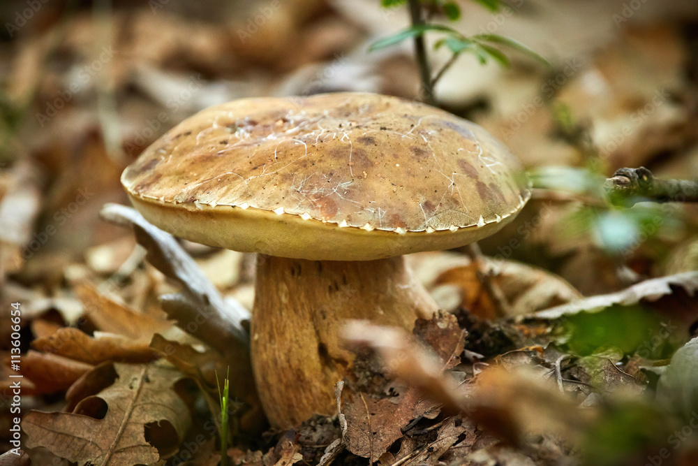 Summer cep mushroom in the forest Summer cep mushroom in the forest