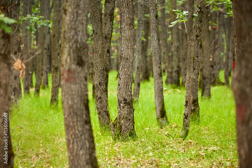 Oak trees forest