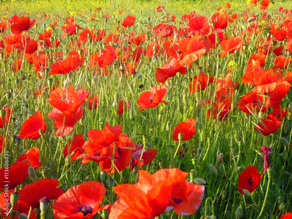 Fototapeta premium beautiful red poppies in blossom